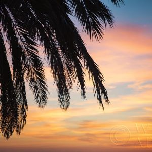 Sunset Palms I