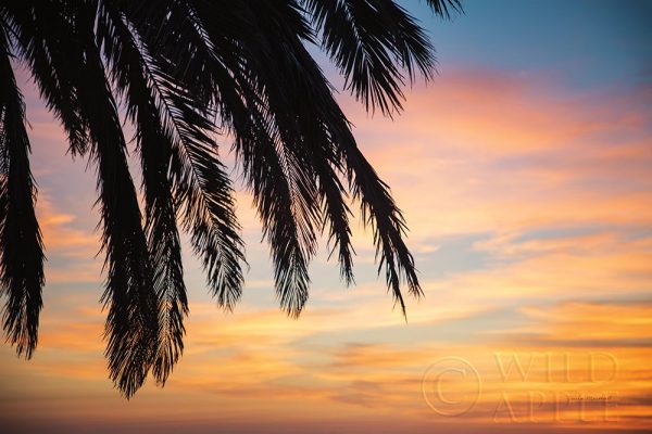 Sunset Palms I