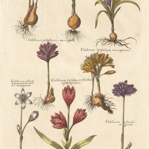 Vintage Florilegium I