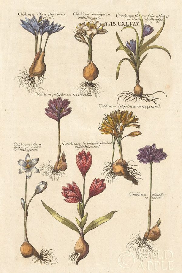 Vintage Florilegium I