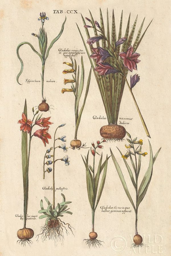 Vintage Florilegium III