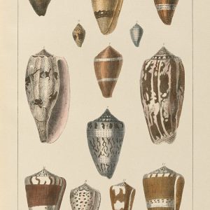 Shell Assorment I