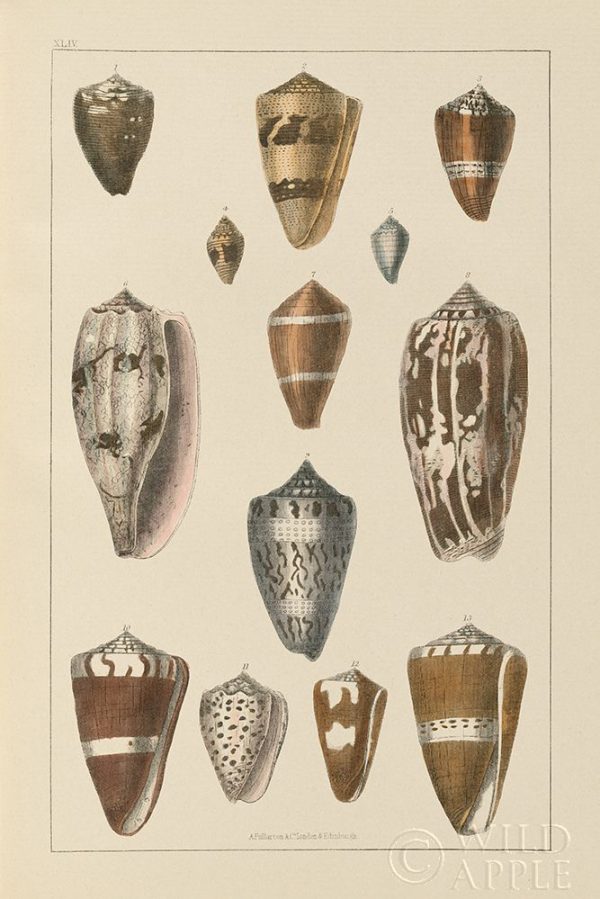 Shell Assorment I