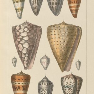 Shell Assorment II