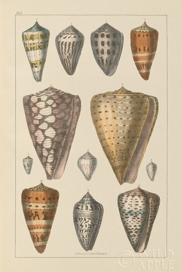 Shell Assorment II