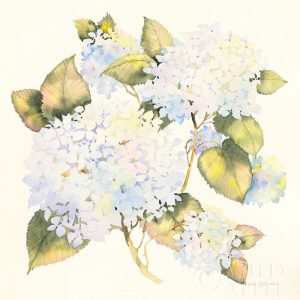 Hydrangeas