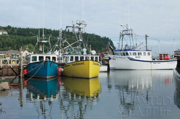 Bay of Fundy II