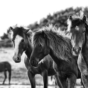 Horses Three