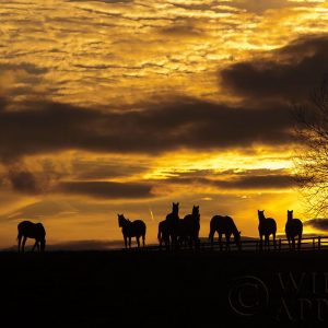 Horses at Sunset