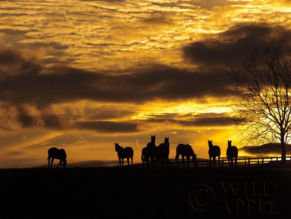 Horses at Sunset