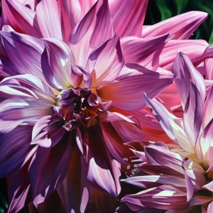 Dueling Dahlias