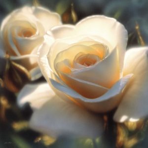 White Rose - Colors of White - Square