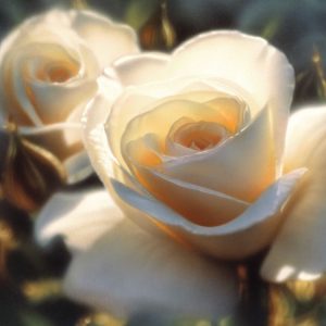 White Roses - Colors of White