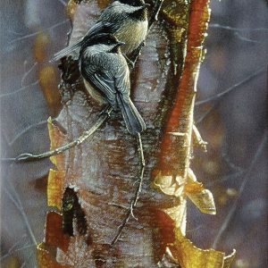 Black-Capped Chickadees - Sunlit Birch