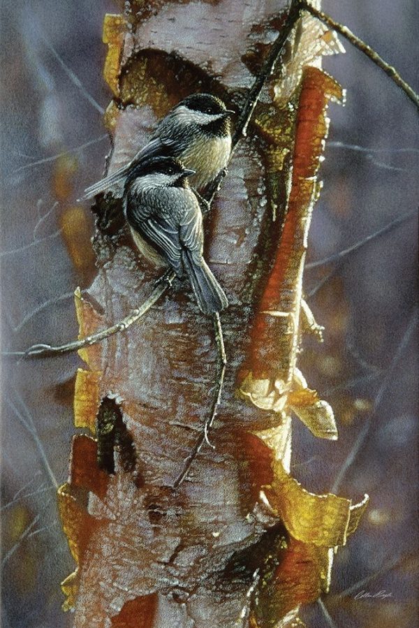 Black-Capped Chickadees - Sunlit Birch