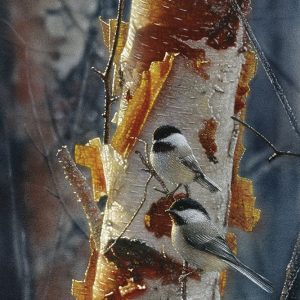 Black-Capped Chickadees - Sunlit Birch II