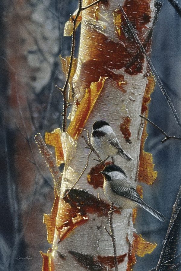 Black-Capped Chickadees - Sunlit Birch II