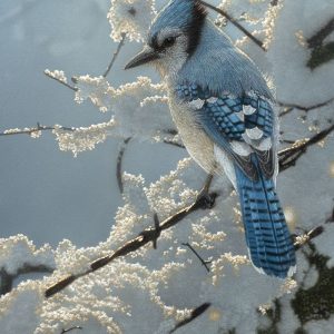 Blue Jay - On the Fence