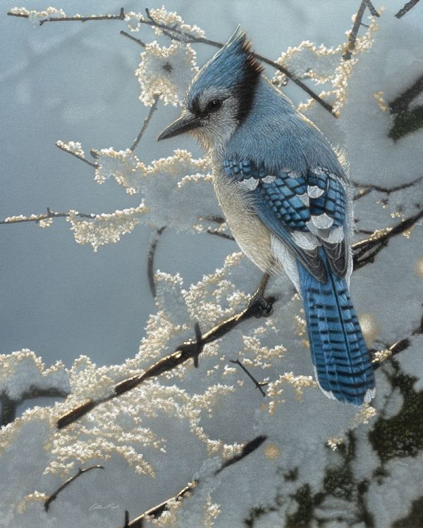 Blue Jay - On the Fence