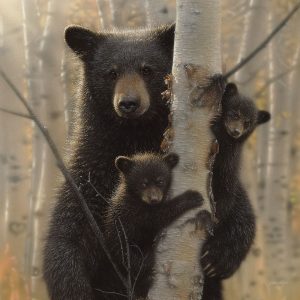 Black Bear Mother and Cubs - Mama Bear