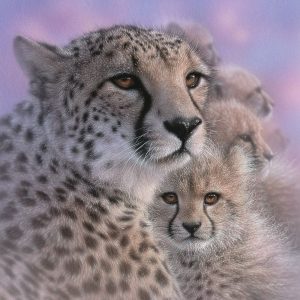 Cheetah Mother and Cubs - Mothers Love - Square