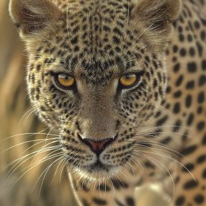 Leopard - On the Prowl