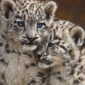 Snow Leopard Cubs - Playmates