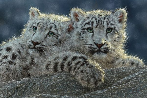 Snow Leopard Cubs