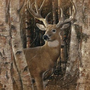 Whitetail Deer - Birchwood Buck