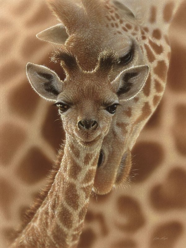 Newborn Giraffe