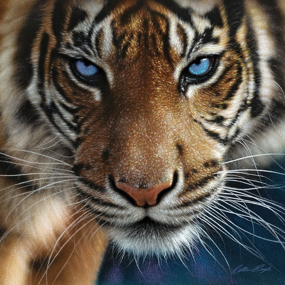 Tiger Blue Eyes Art And Frame Adelaide