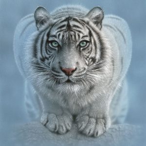 White Tiger - Wild Intentions