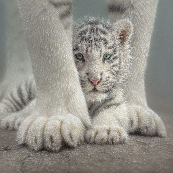 White Tiger Cub - Sheltered