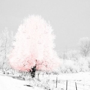 Pink Tree