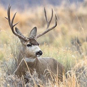 Mule Deer Buck