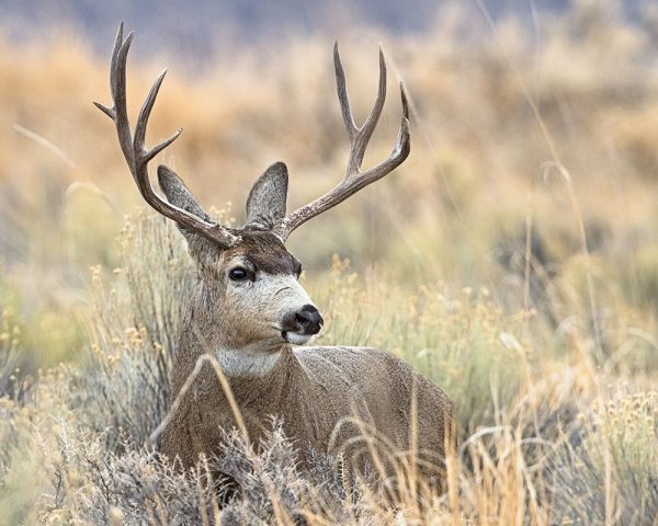 Mule Deer Buck