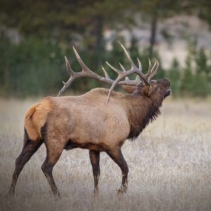 Bull Elk