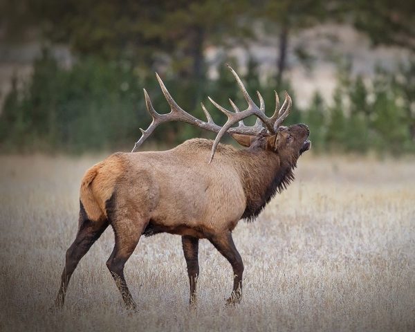 Bull Elk