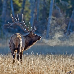 Bull elk