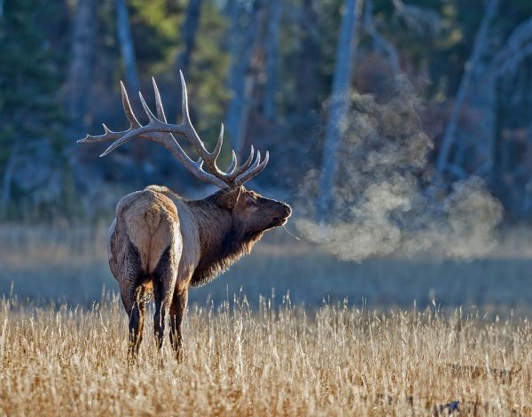 Bull elk