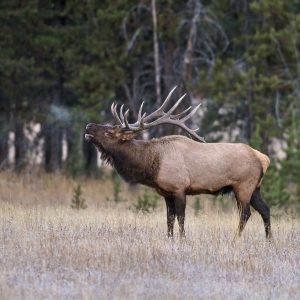 Bull Elk Bugling