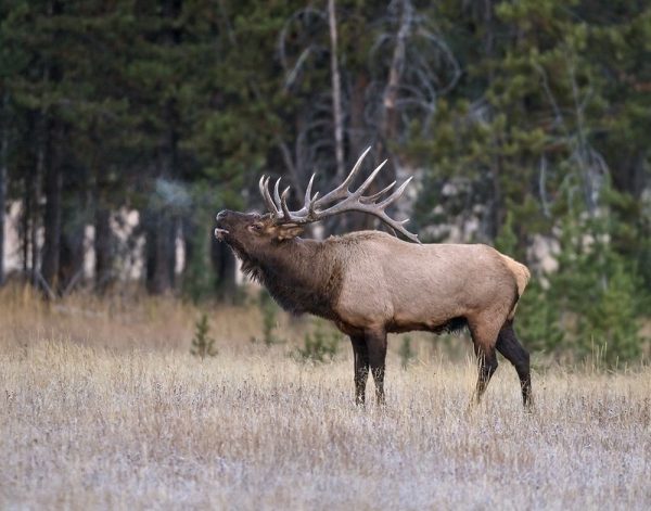 Bull Elk Bugling