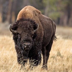 Bull Bison