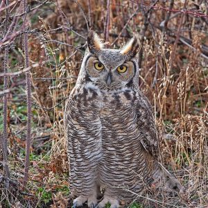 Great Horned Owl