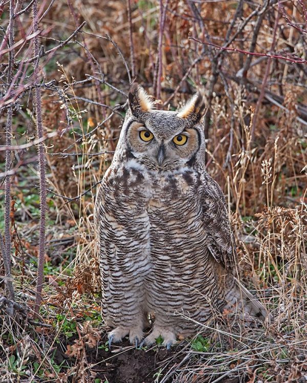 Great Horned Owl