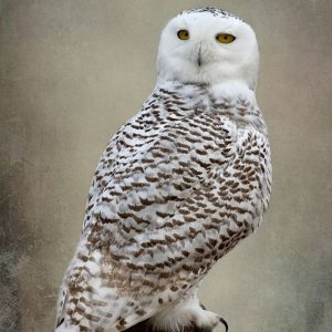 Snowy Owl