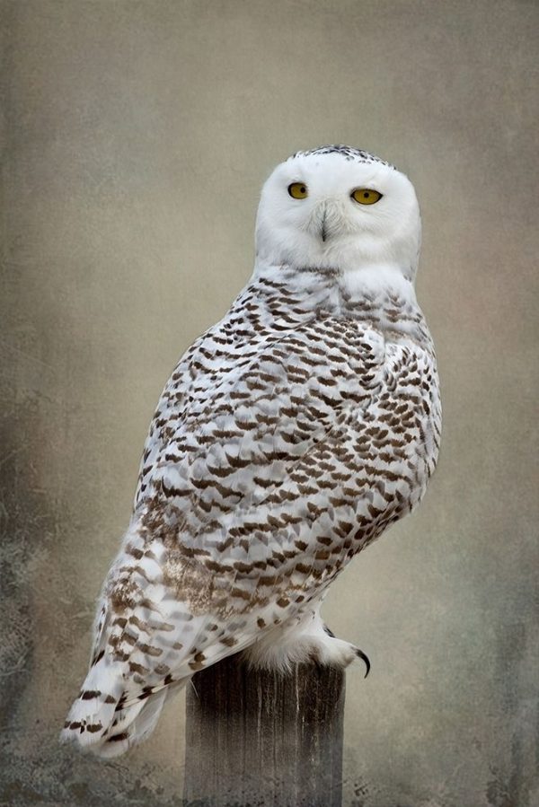 Snowy Owl