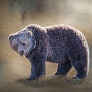 Grizzly Bear Boar