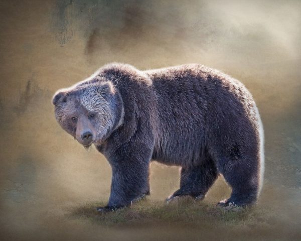 Grizzly Bear Boar