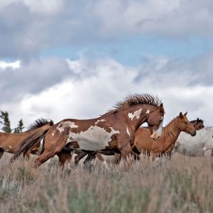 South Steens Mustangs